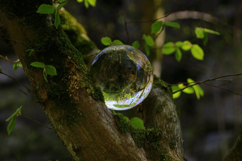 Whimsy Forest Elements
